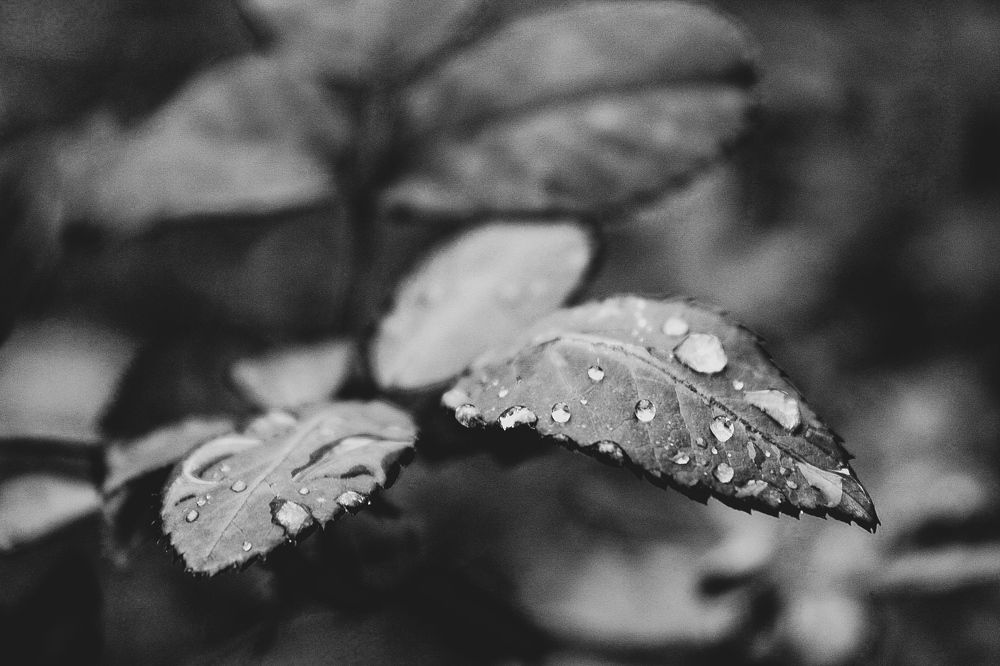 Фотография автора Iara krisna Puntel da Silva