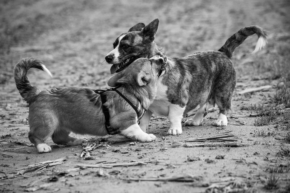 "Поиграй со мной"