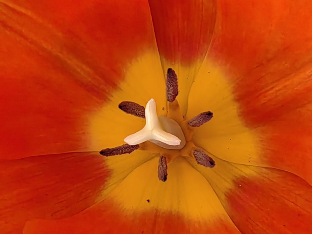 Photograph by Virginia Azocar