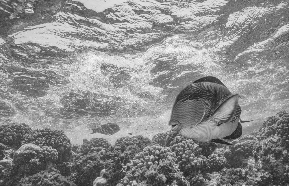 Photograph by Francis Glassup