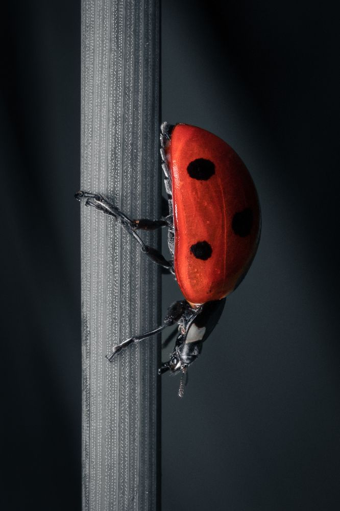 Photograph by Виталий Олещук