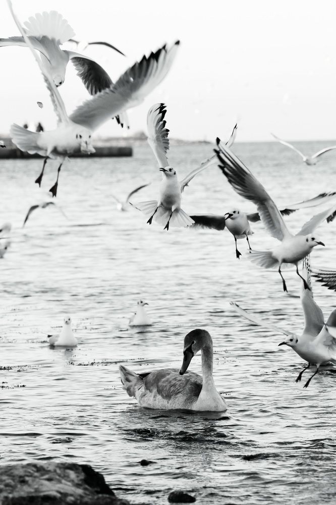 Photograph by Мария Мостипака