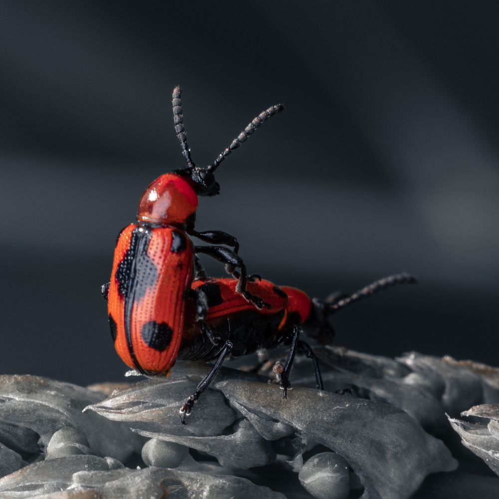 Photograph by Виталий Олещук