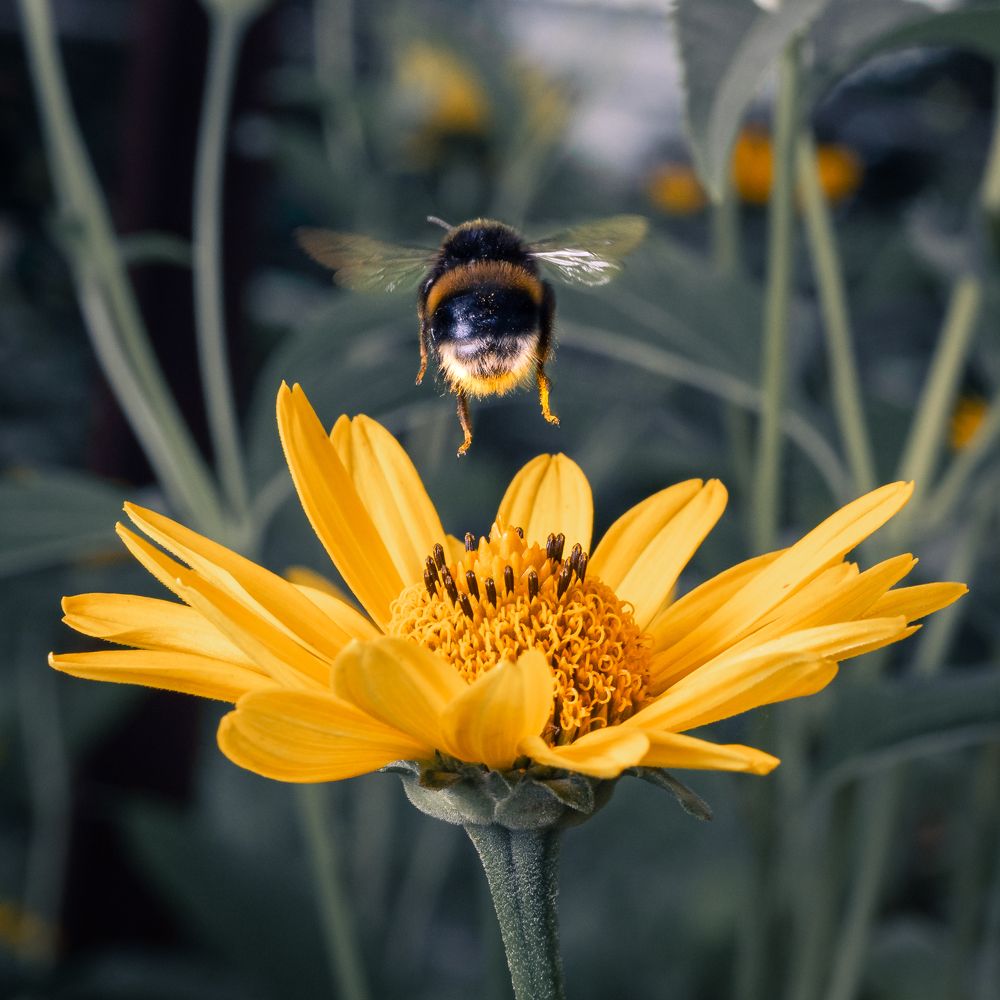 Photograph by Виталий Олещук