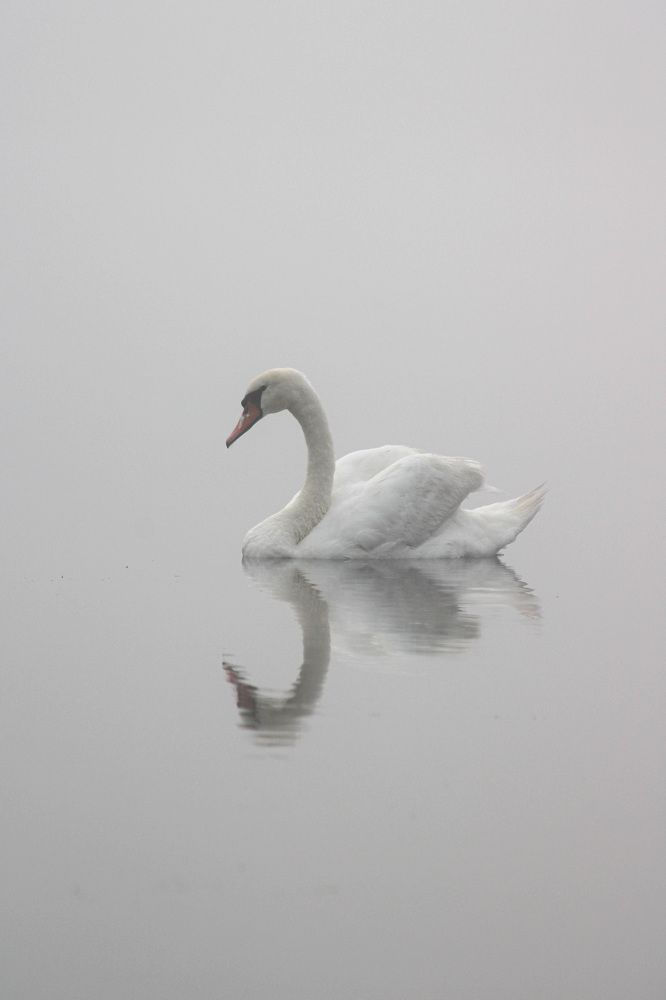 Одинокая лебедь
