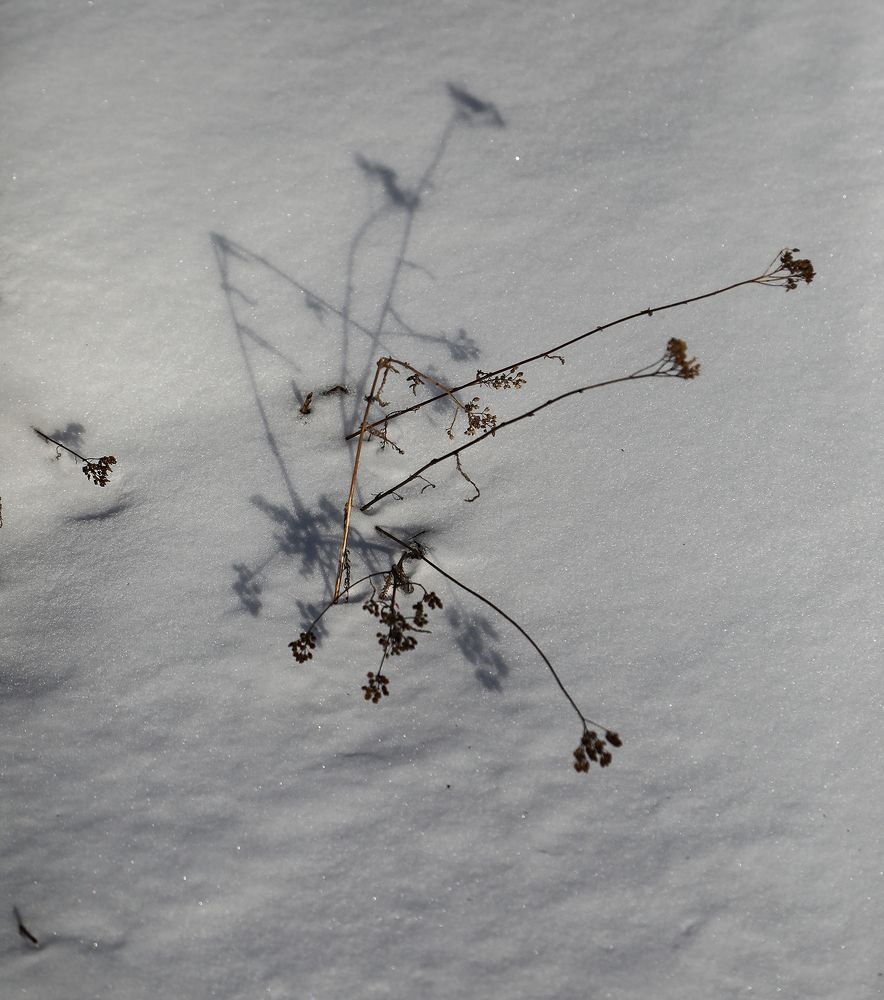 Photograph by Дмитрий Воробьёв