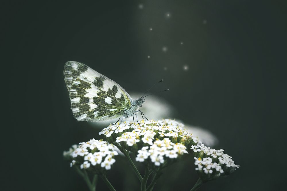 Photograph by Алена Полетаева