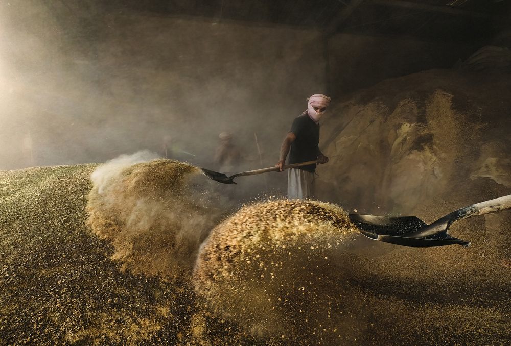 Spreading animal feed!