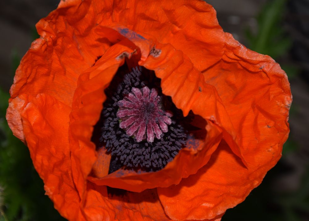 Photograph by  Татьяна Дорожко