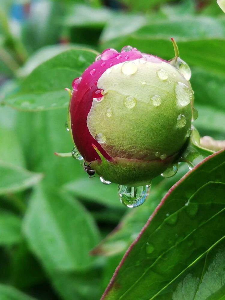 Photograph by Galina Novichkova