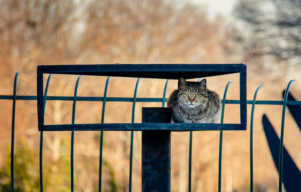 Фотография автора Mohammad Mohseni