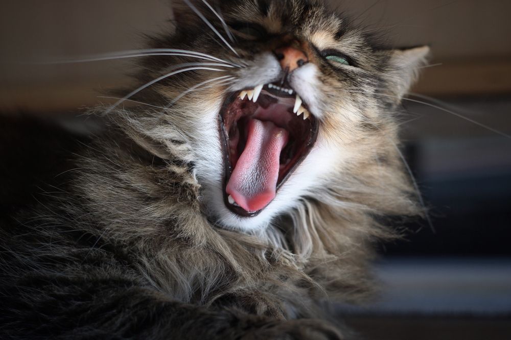 Photograph by Peter Muerth