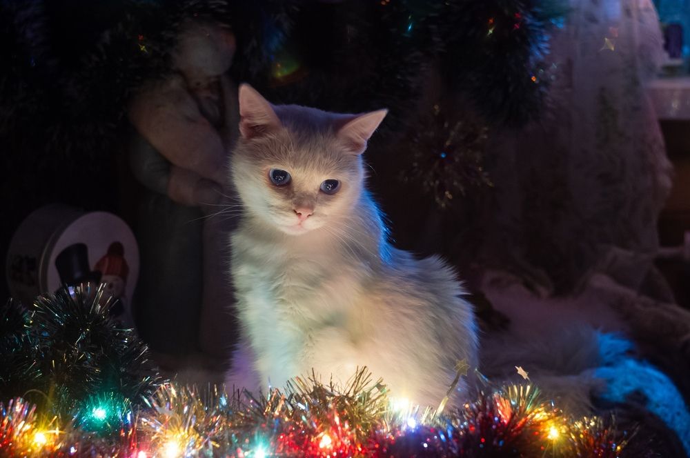 Фотография автора Ксения Смирнова