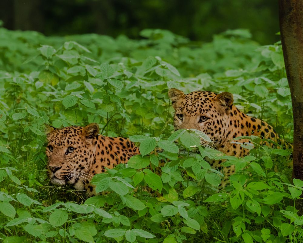 Photograph by ASHWINI BHONGE