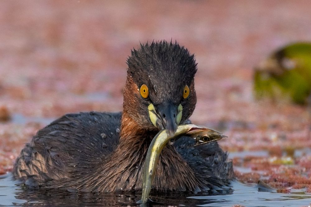 Photograph by Tanmoy Mitra