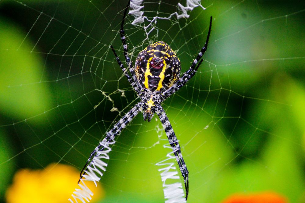 Wildlife photography