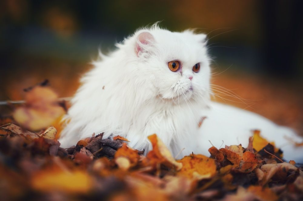 Photograph by Анастасия Волкова