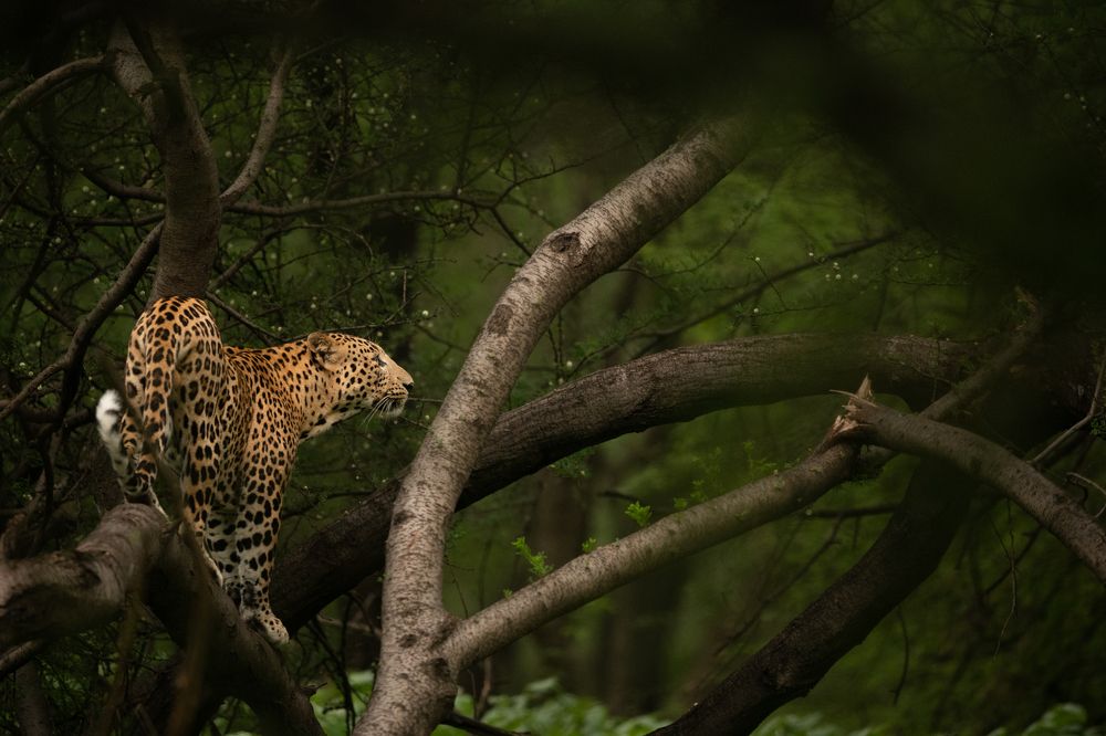 Photograph by Atul Mohan