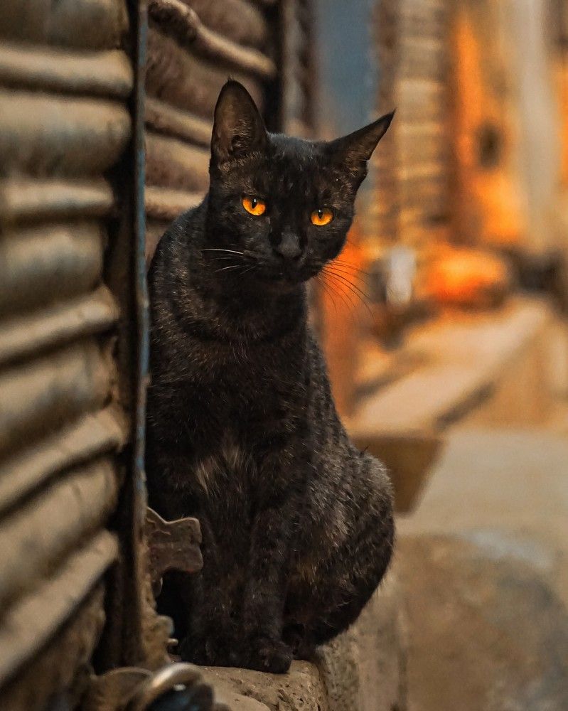 Photograph by Sreevith Penti