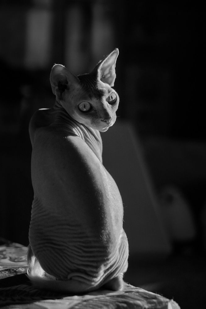 Photograph by Алла Черникова