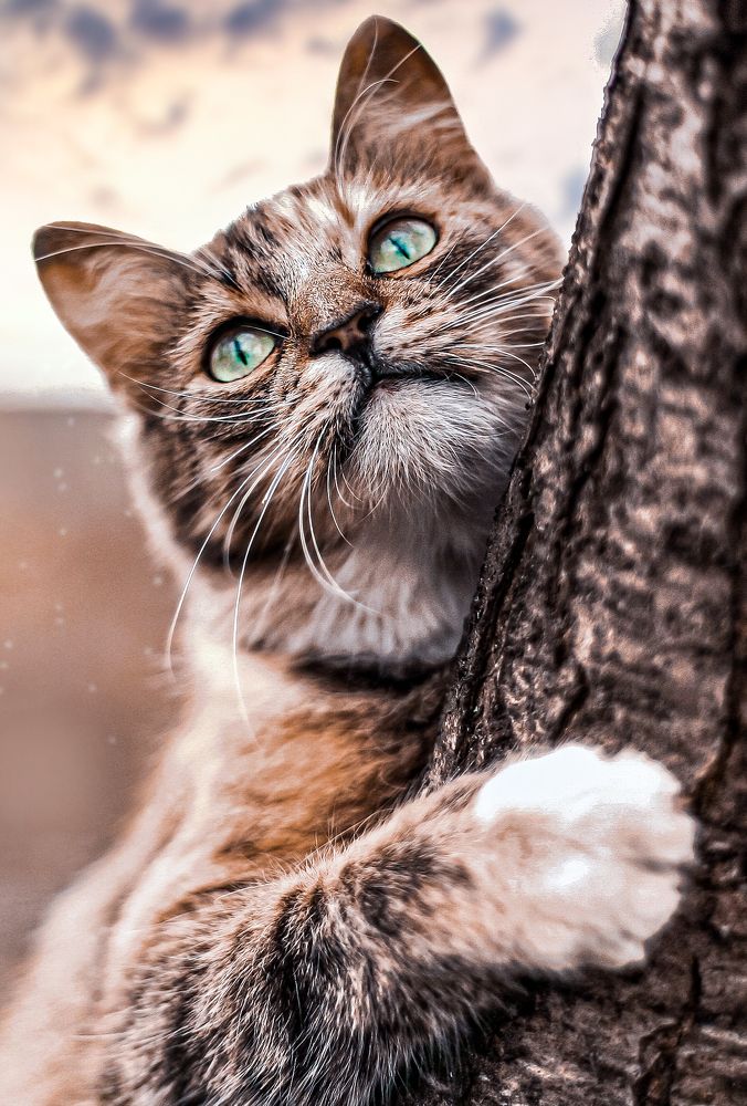 Фотография автора Ольга Ткаченко