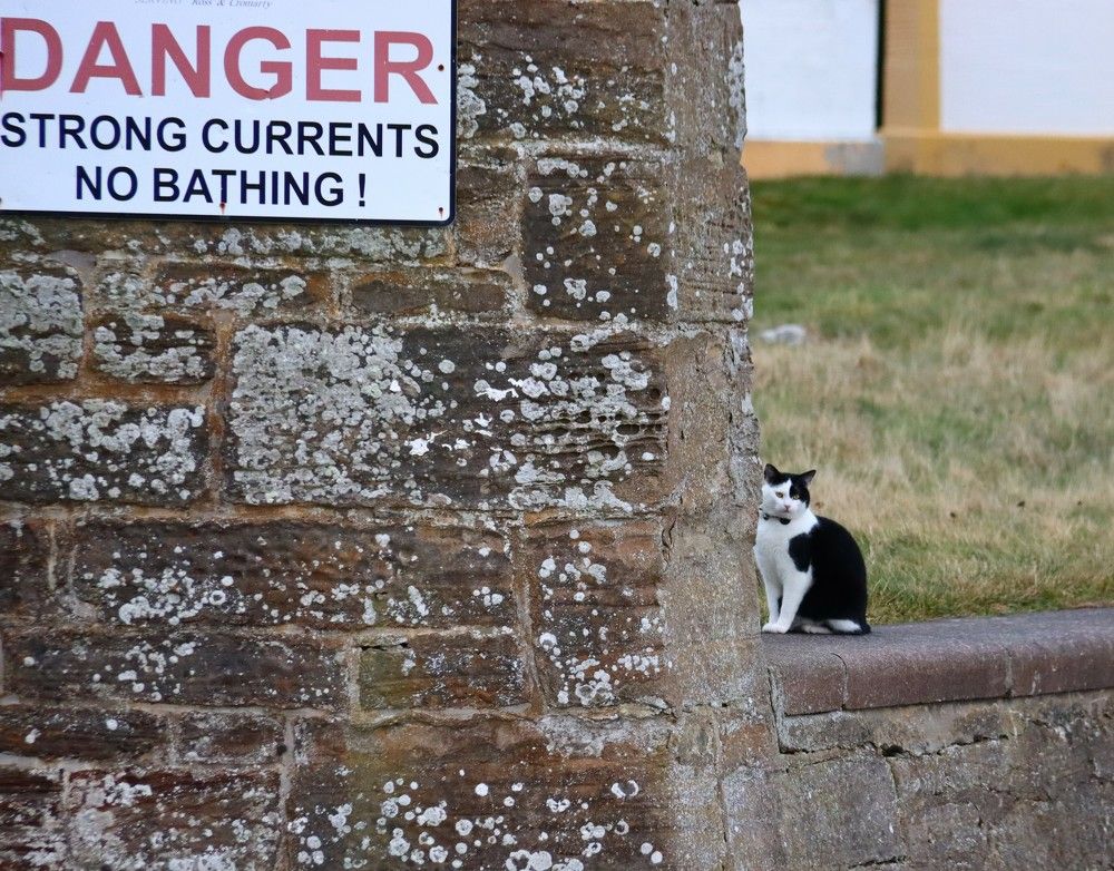 The Lifeguard