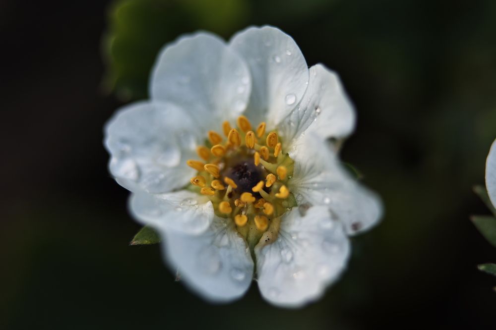 Photograph by Елена Одынец