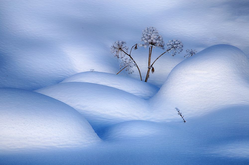 Фантазии зимы