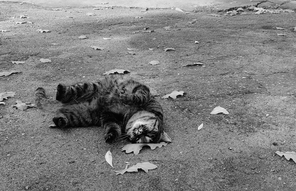 Photograph by Александр Жигульский