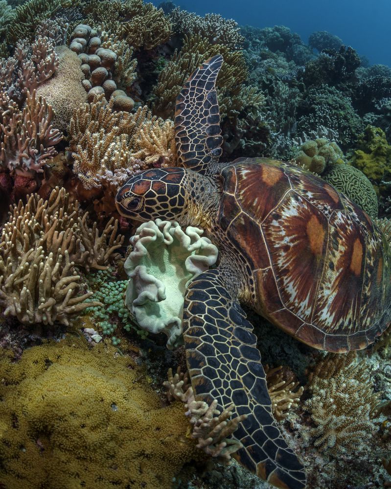 Photograph by Савин Андрей