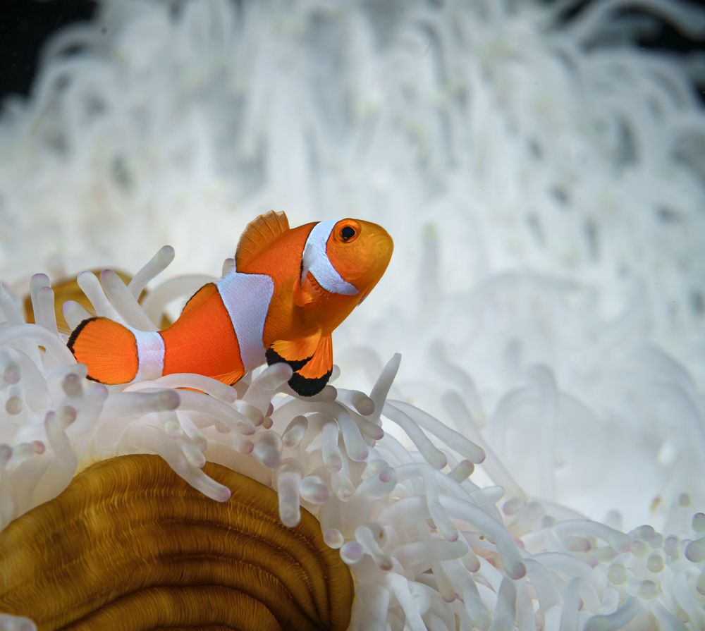 Photograph by Савин Андрей