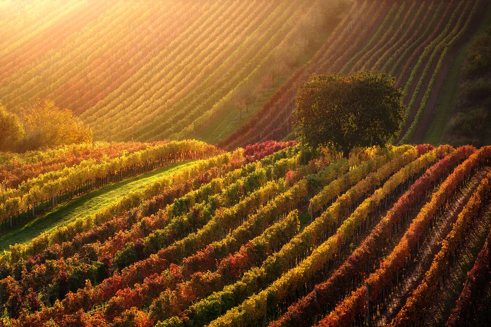 The heart of Moravia