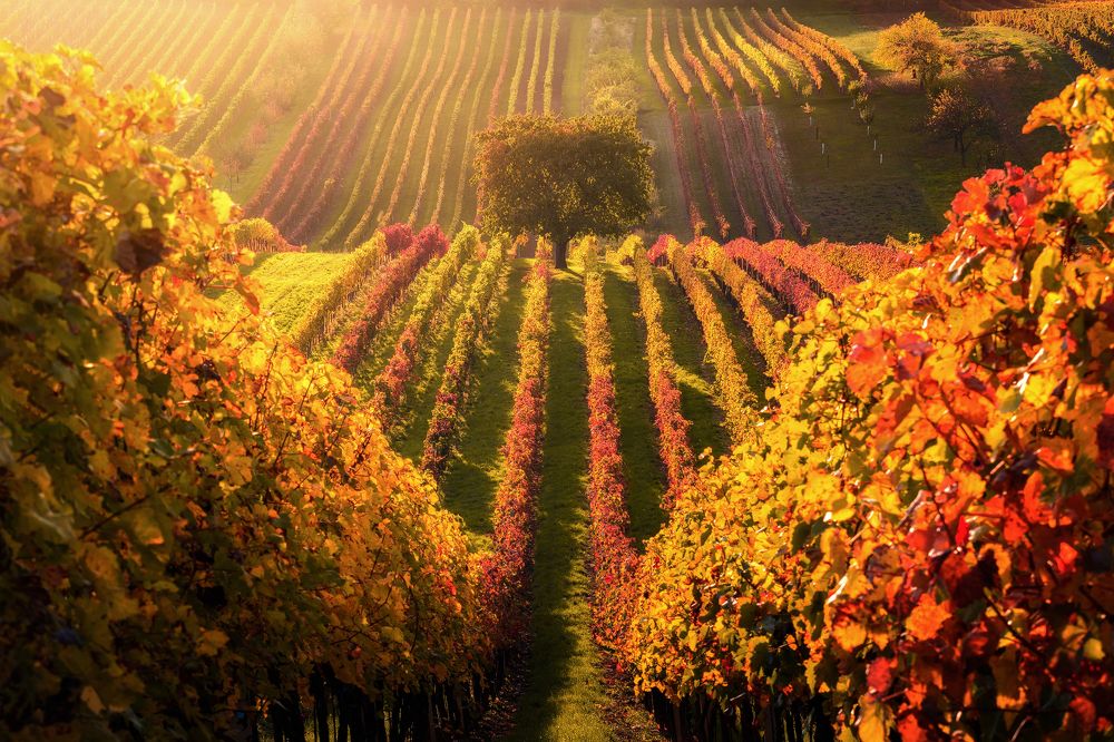 Autumn in the vineyard