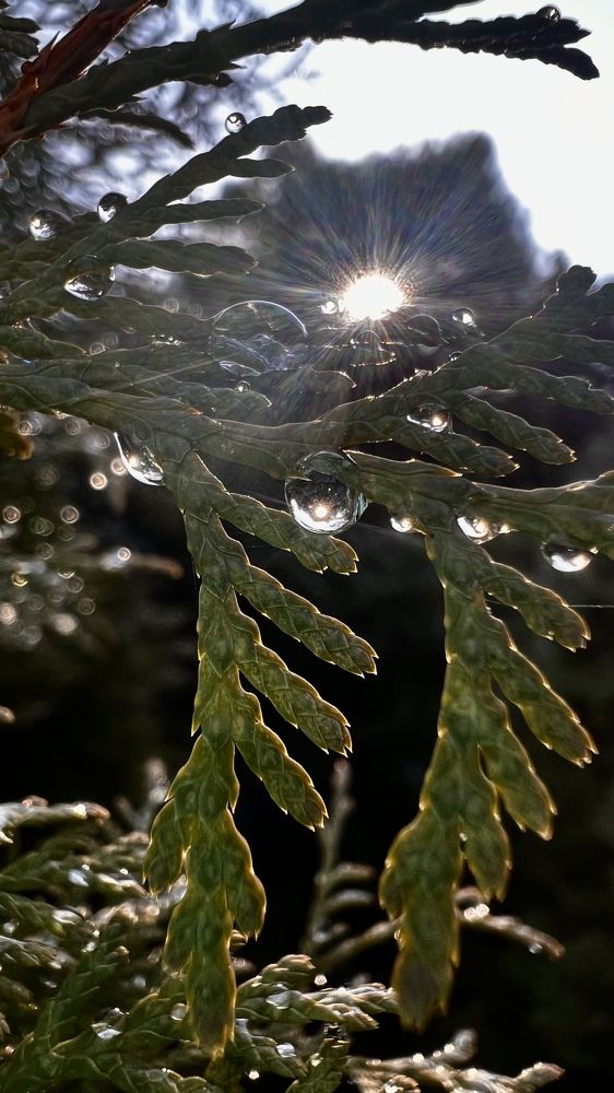«Волшебный лучик солнца».