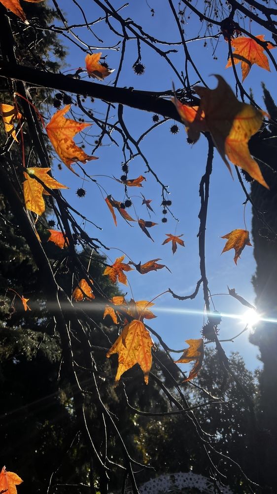 «Осенняя зима».