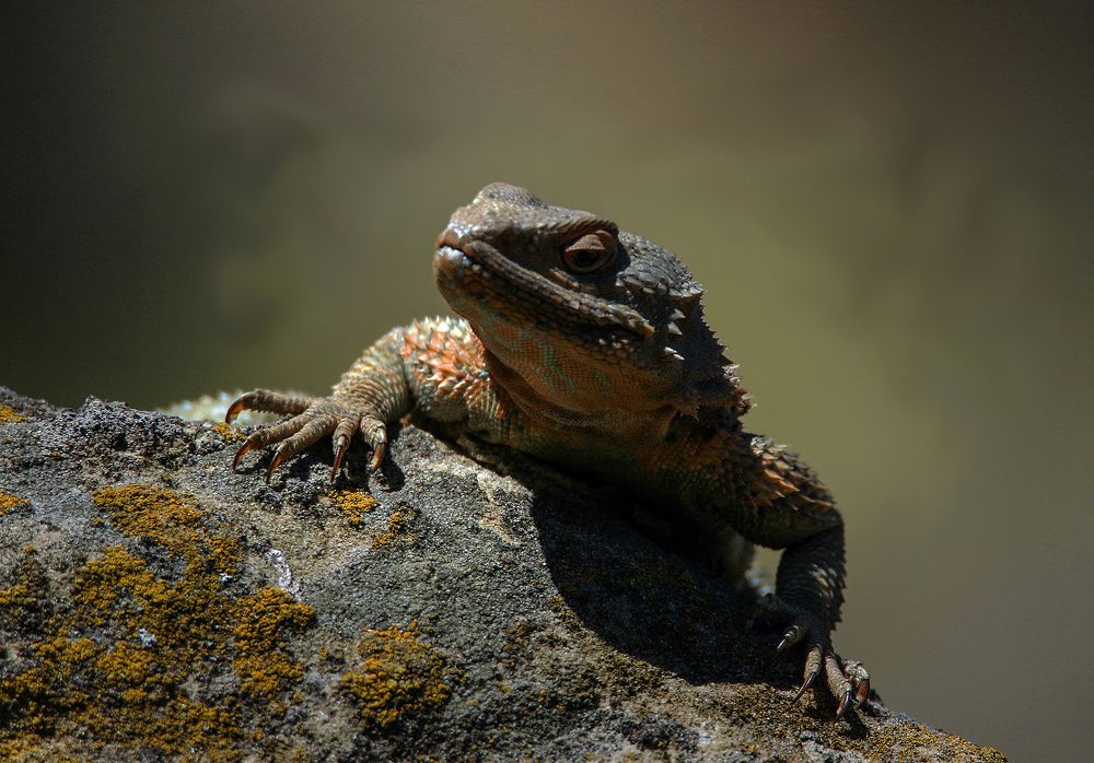 Кавказская Агама..