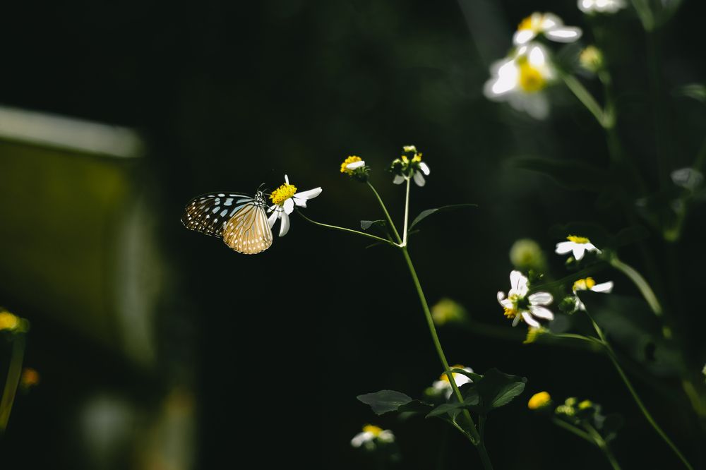 Butterfly