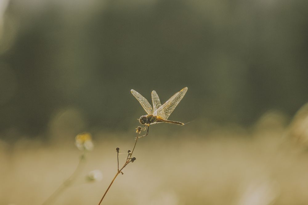 Dragonfly
