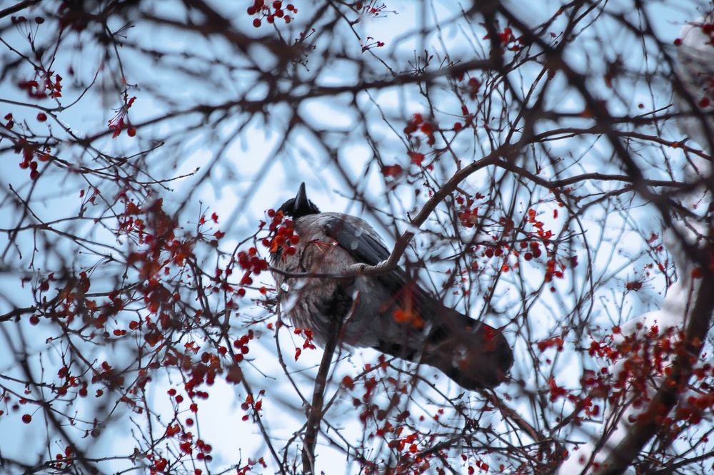 Фотография автора Александр Крапачев