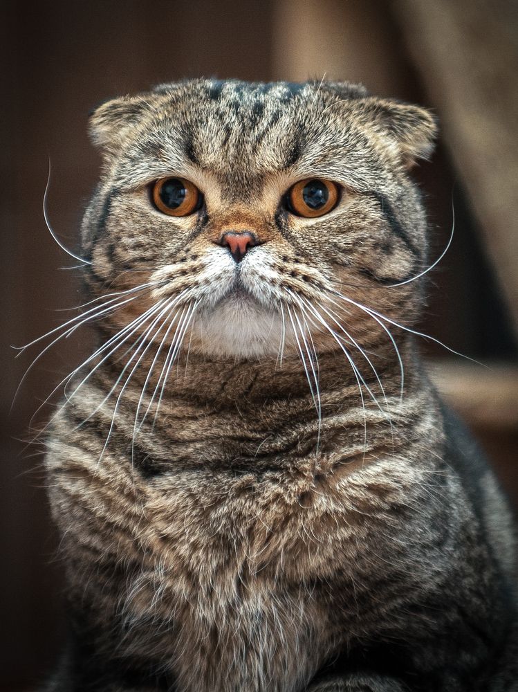 Шотландский джентльмен.