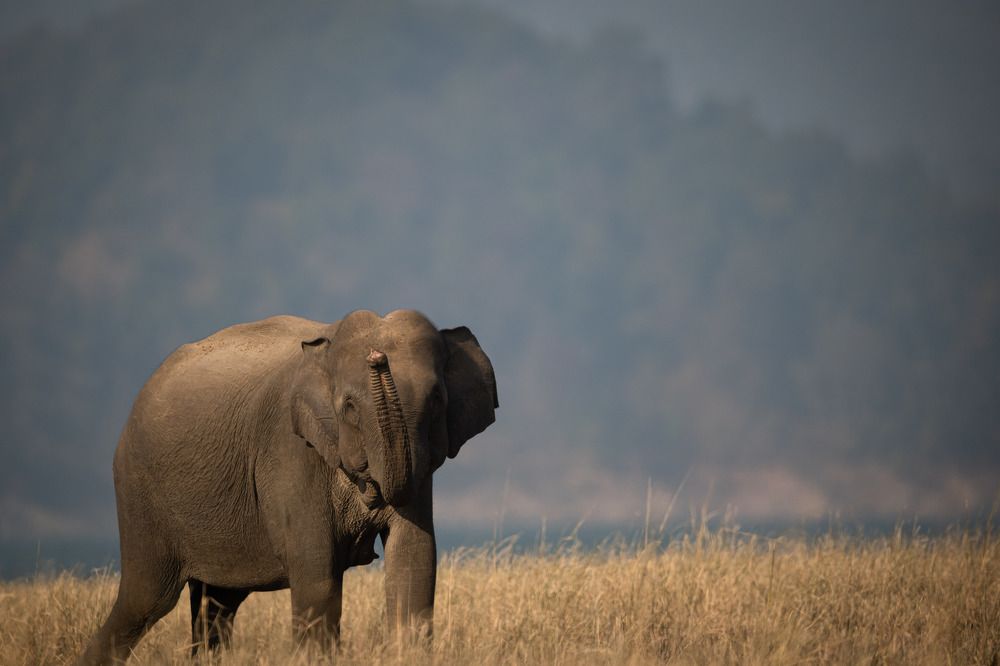 Photograph by Atul Mohan