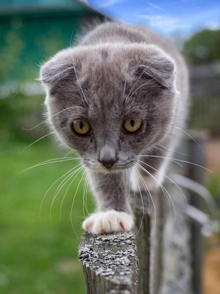 Моня-королева заборов.