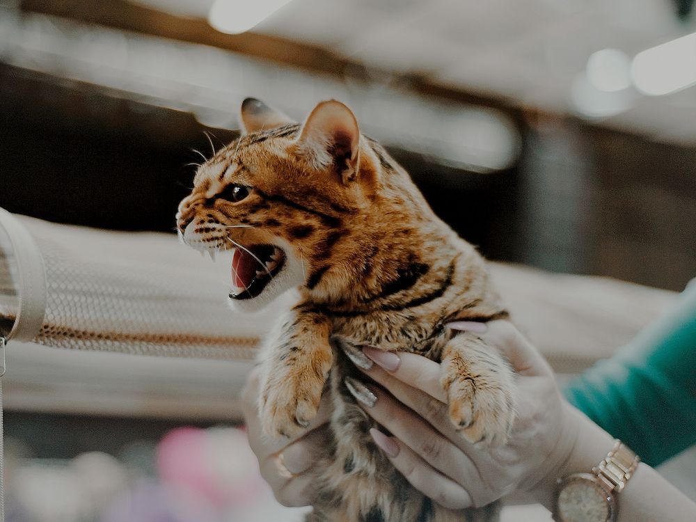 Photograph by Алеся Гокова