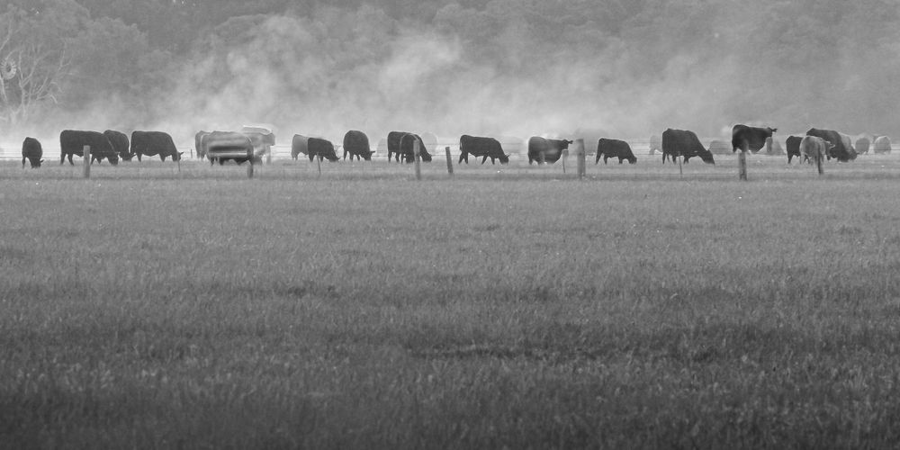 Photograph by Michelle Lane