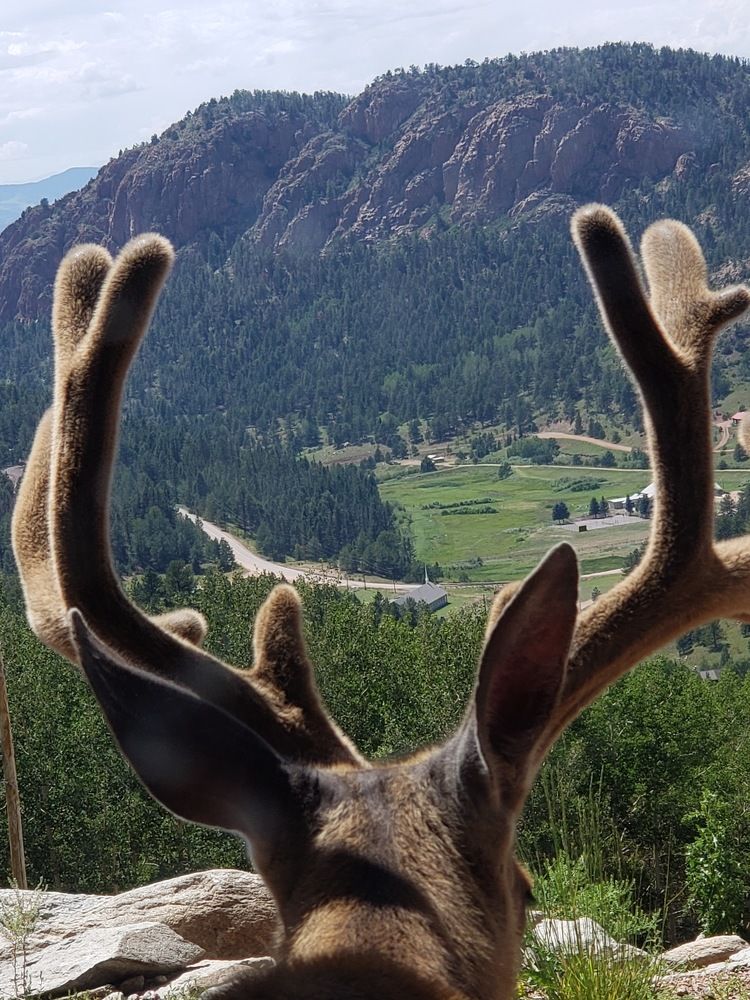 WATCH DEER OVER THE VALLEY