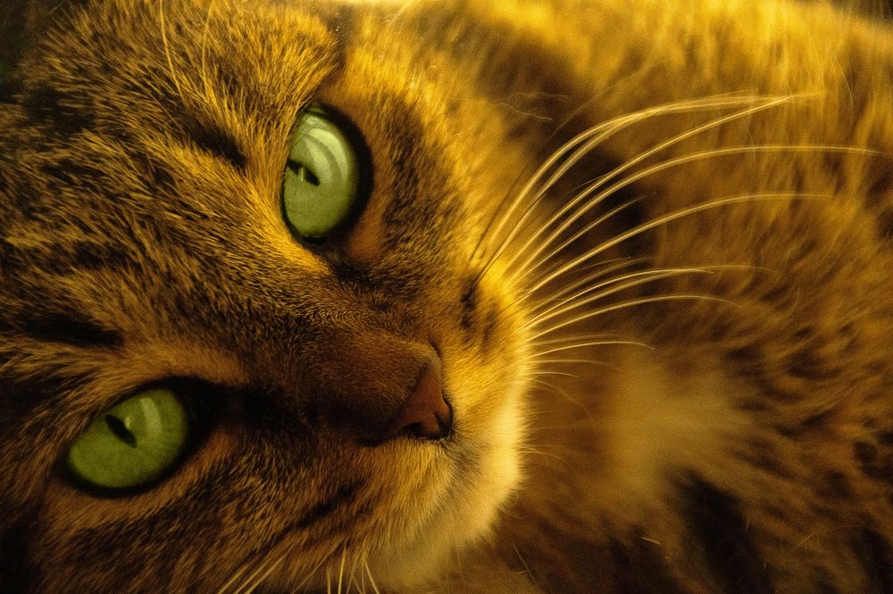 Фотография автора Александр Крапачев