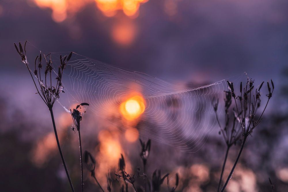 Солнце в паутинке
