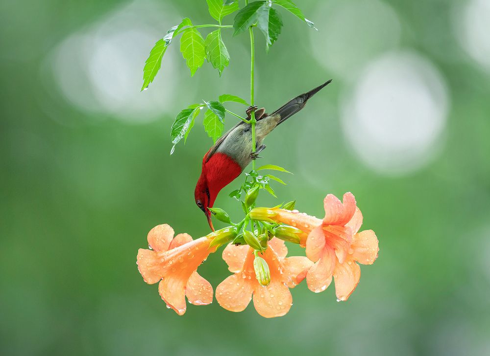 Фотография автора NILANJAN GOSWAMI