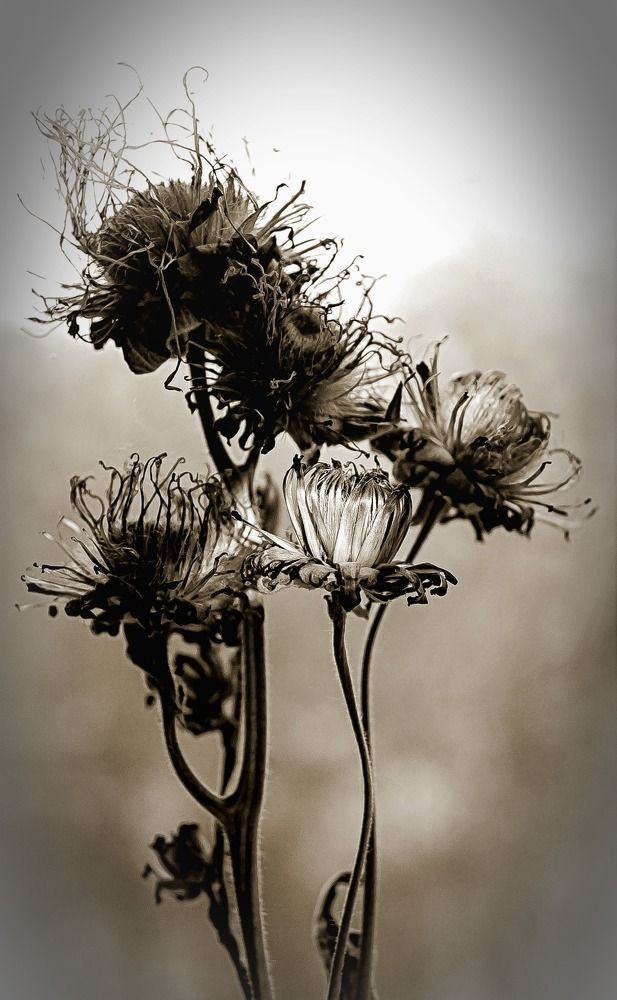 OMAN (INULA HELENIUM)