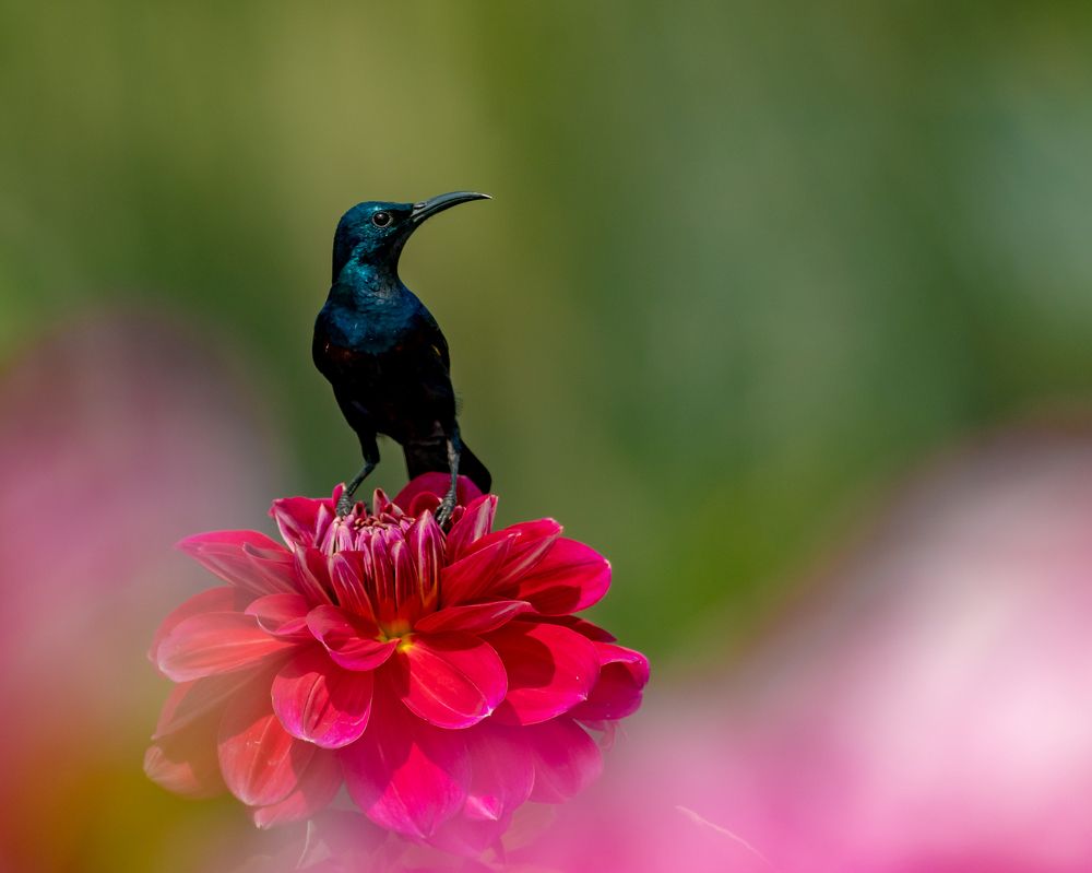 Photograph by Arpan Hanra